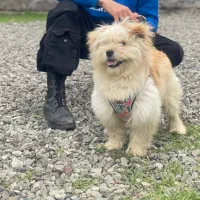 سگ شیتزو بازیگوش