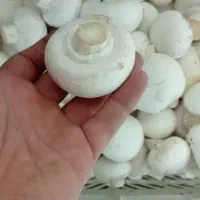 کارگر برای سالن قارچ