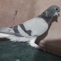 کبوتر سه تا نر