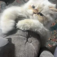 گربه بامزه و شیطون