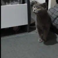 واگذاری گربه نر و ماده اسکاتیش بلو|گربه|محمدشهر, محمدشهر|دیوار