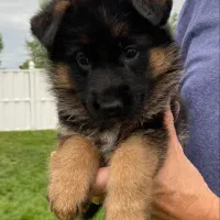 توله ژرمن شپرد اصیل سگ نگهبان باهوش و دوست داشتنی|سگ|تهران, شهرک غرب|دیوار