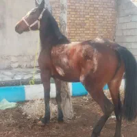 مادیون. کرد