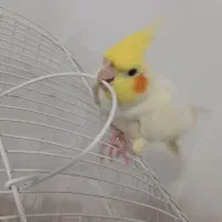 عروس هلندی لوتینو|پرنده|دهگلان, |دیوار