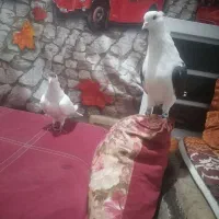 یک جفت ماده|پرنده|شوشتر, |دیوار