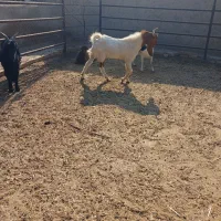 بز دورگ جوان