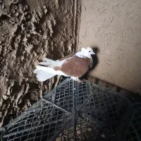 کبوتر|پرنده|بوئین زهرا, |دیوار