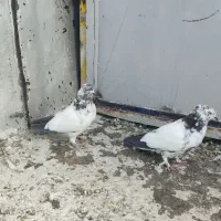 جفت کبوتر کله دم زوردار
