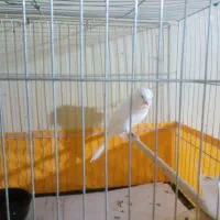 قناری نر رسمی