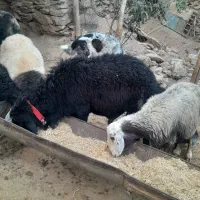 قوچ درجه یک به شرط جوان درشت