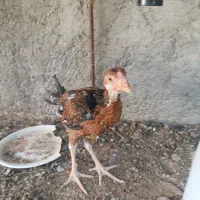 فروش جوجه لاری