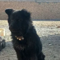 سگ چاو چاو|سگ|نجف‌آباد, ویلاشهر|دیوار