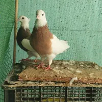 طوقی کرمانشاه