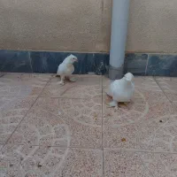 کبوتر دوکاکل پاپری ترکیه