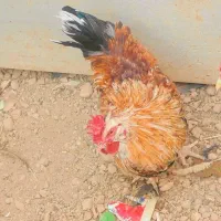 خروس سلطان چهل تاج کاکلی جوون|حیوانات مزرعه|شیراز, شهرک کوشکک|دیوار