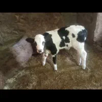 گاو هلشتاین گوساله سمینتال نر|حیوانات مزرعه|دهگلان, |دیوار