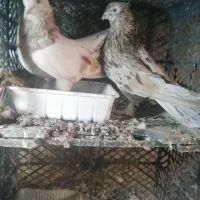 معاوضه کفتر طوقی سرور هما با گوشی یا  بره بزغاله