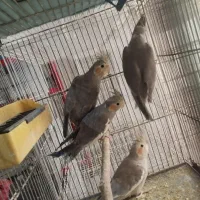 عروس هلندی مرغ عشق کوتوله قفس لانه و لوازم پرنده|پرنده|مشهد, شهرک شهید باهنر|دیوار