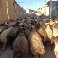 گوسفندبابره|حیوانات مزرعه|کنگاور, |دیوار