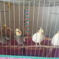 تعدادی عروس هلندی جوون