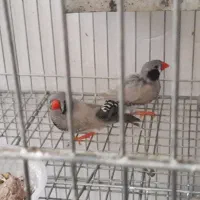 مرغ عشق عروس فنج کبوترنرگسی طوطی برزیلی با جوجه|پرنده|قم, آذر (نکویی)|دیوار