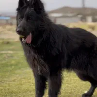 سگ ژرمن بلک شولاین موبلند