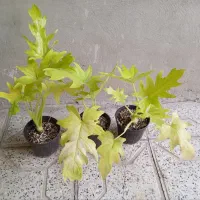 گلسرای ملک|گل و گیاه طبیعی|مشهد, شهید آوینی|دیوار