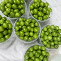 گوجه سبز علاء