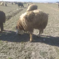 فروش کهره وبره|حیوانات مزرعه|مرودشت, محمد آباد|دیوار