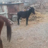 اسب مادیون باکره قاطره اروم سواری|اسب و تجهیزات اسب‌سواری|کرج, کمال‌شهر|دیوار