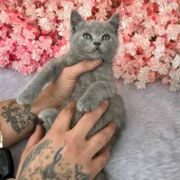 قشنگترین کادو توله گربه بریتیش