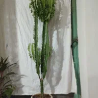 گل فروشی|گل و گیاه طبیعی|پیر سلیمان, |دیوار