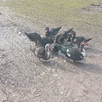 اردک اسراییلی ۴ماهه