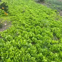 نهال کاهو|خدمات باغبانی و درختکاری|نکا, |دیوار