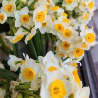 گل برای روز دختر|گل و گیاه طبیعی|اصفهان, شمس آباد|دیوار