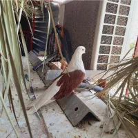 پشتدار پشت سرخ  دوکت