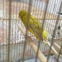 قناری خوشرنگ و خوش قد