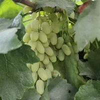 انگور ریش بابا