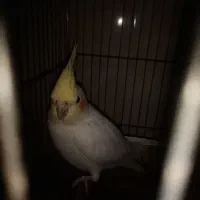 عروس هلندی|پرنده|شیراز, شهرک جماران|دیوار