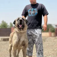 دو عدد سگ پژدر جهت واگذاری