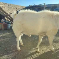 نر بز سانن|حیوانات مزرعه|نیمبلوک, |دیوار