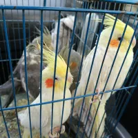 عروس هلندی سرحال|پرنده|شاهدشهر, |دیوار