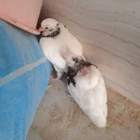 کبوتر طوقی با جوحه|پرنده|برازجان, |دیوار