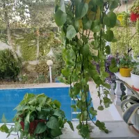 گیاه پتوس سالم وشاداب|گل و گیاه طبیعی|رامجین, |دیوار