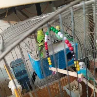 مرغ عشق خاص|پرنده|بندر ماهشهر, |دیوار