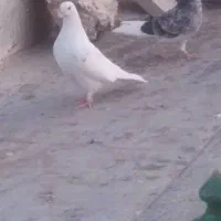 ماده گمشده سرآسیاب ملارد دوبرابر قیمت میخرمش