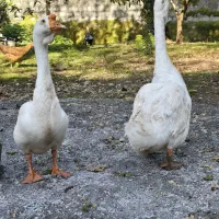 غاز|حیوانات مزرعه|نوشهر, |دیوار