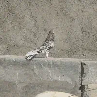 کفتر گمشده|حیوانات|فردوسیه, |دیوار