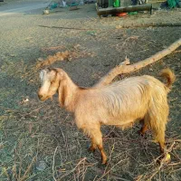 یک پاچن با یک بز فروش است|حیوانات مزرعه|ایرانشهر, |دیوار