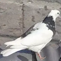 کبوتر|حیوانات|کرمانشاه, |دیوار